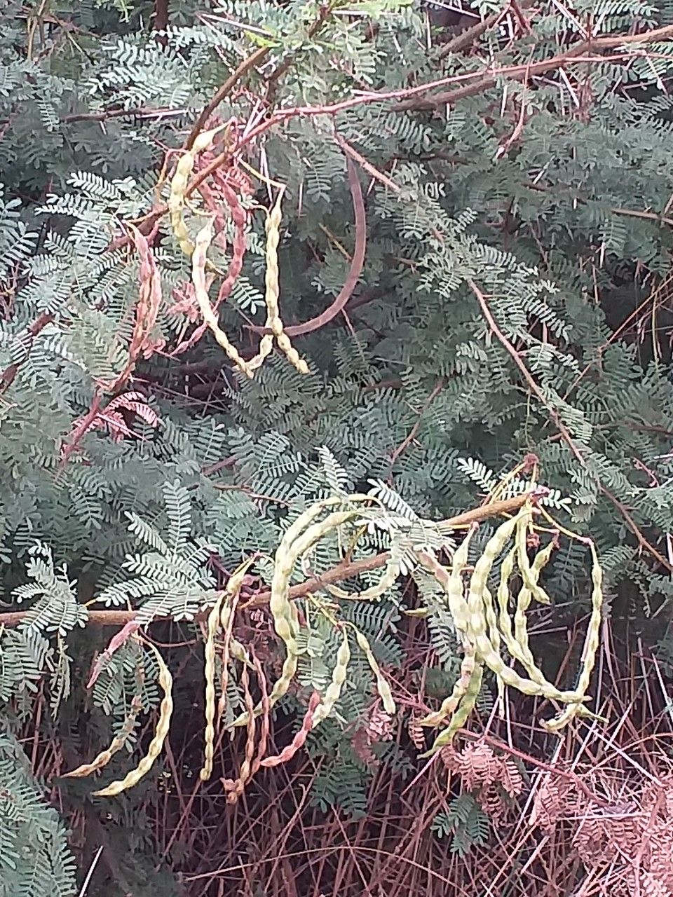 Acacia tortilis fruit