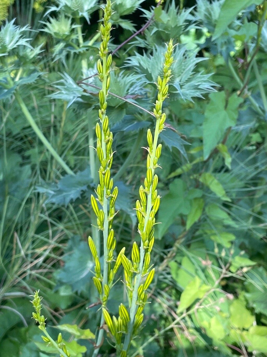 Asphodeline lutea flower