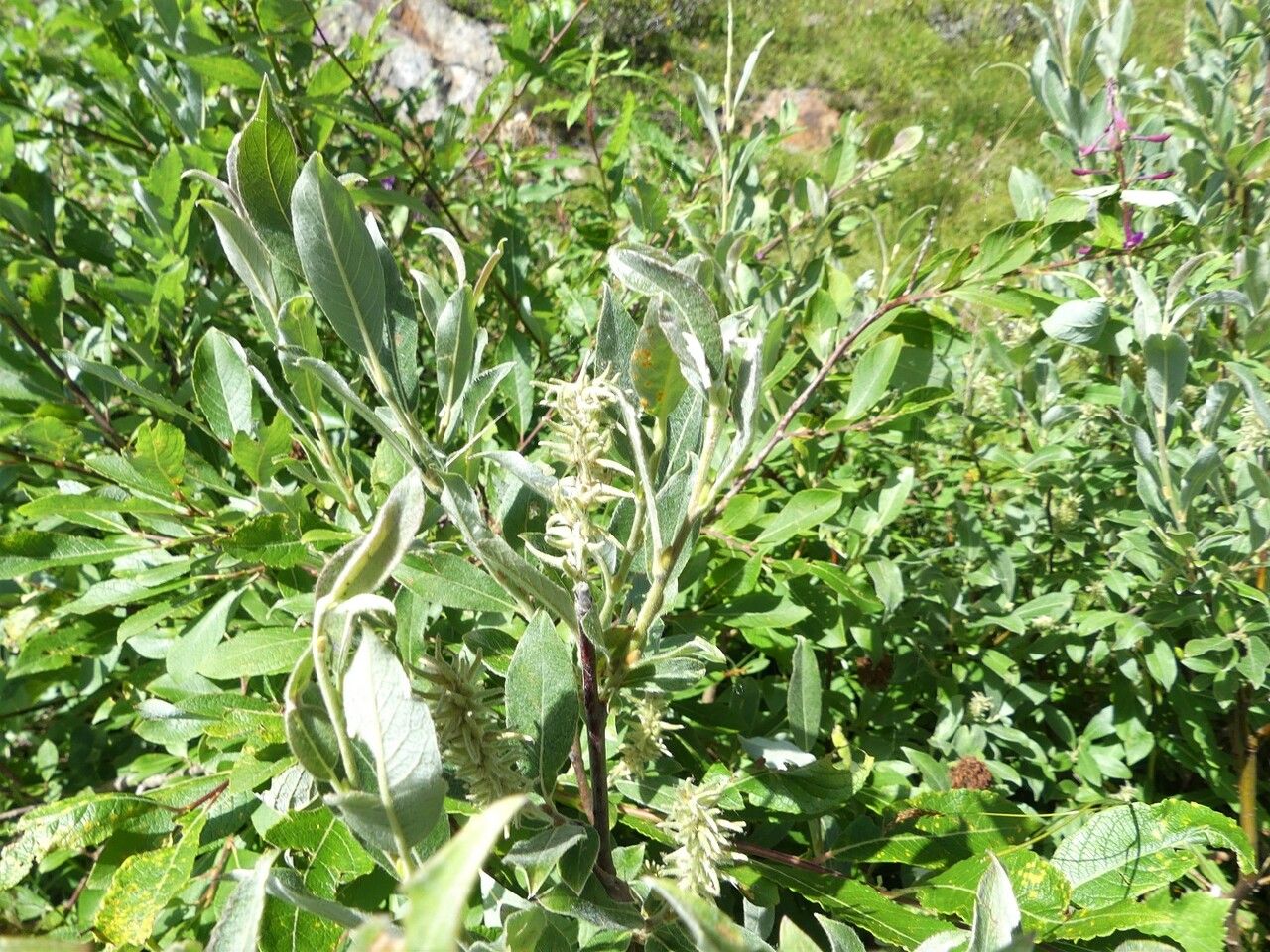 Salix glaucosericea leaf