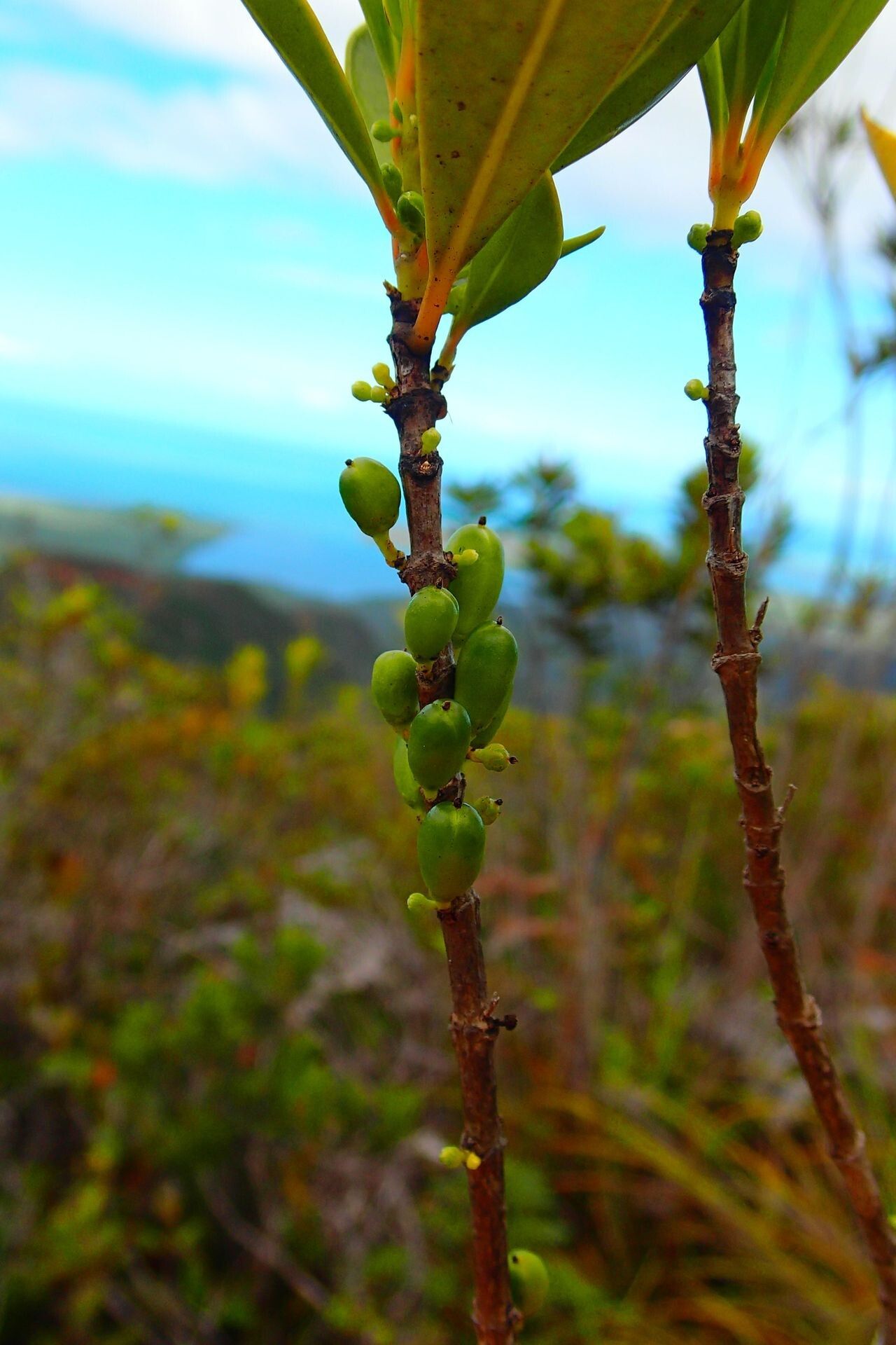 Geniostoma densiflorum fruit