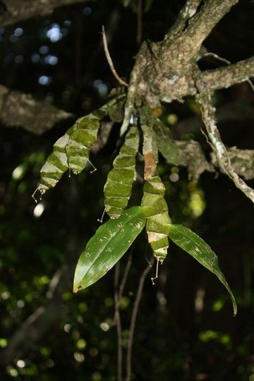 Dendrobium camptocentrum — houseplant care guide