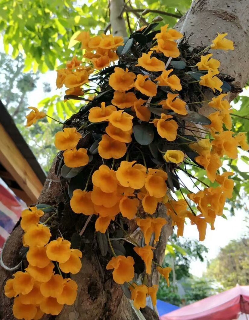 Dendrobium lindleyi flower