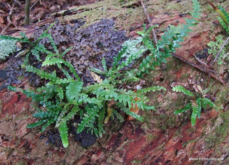 Ctenopterella blechnoides habit