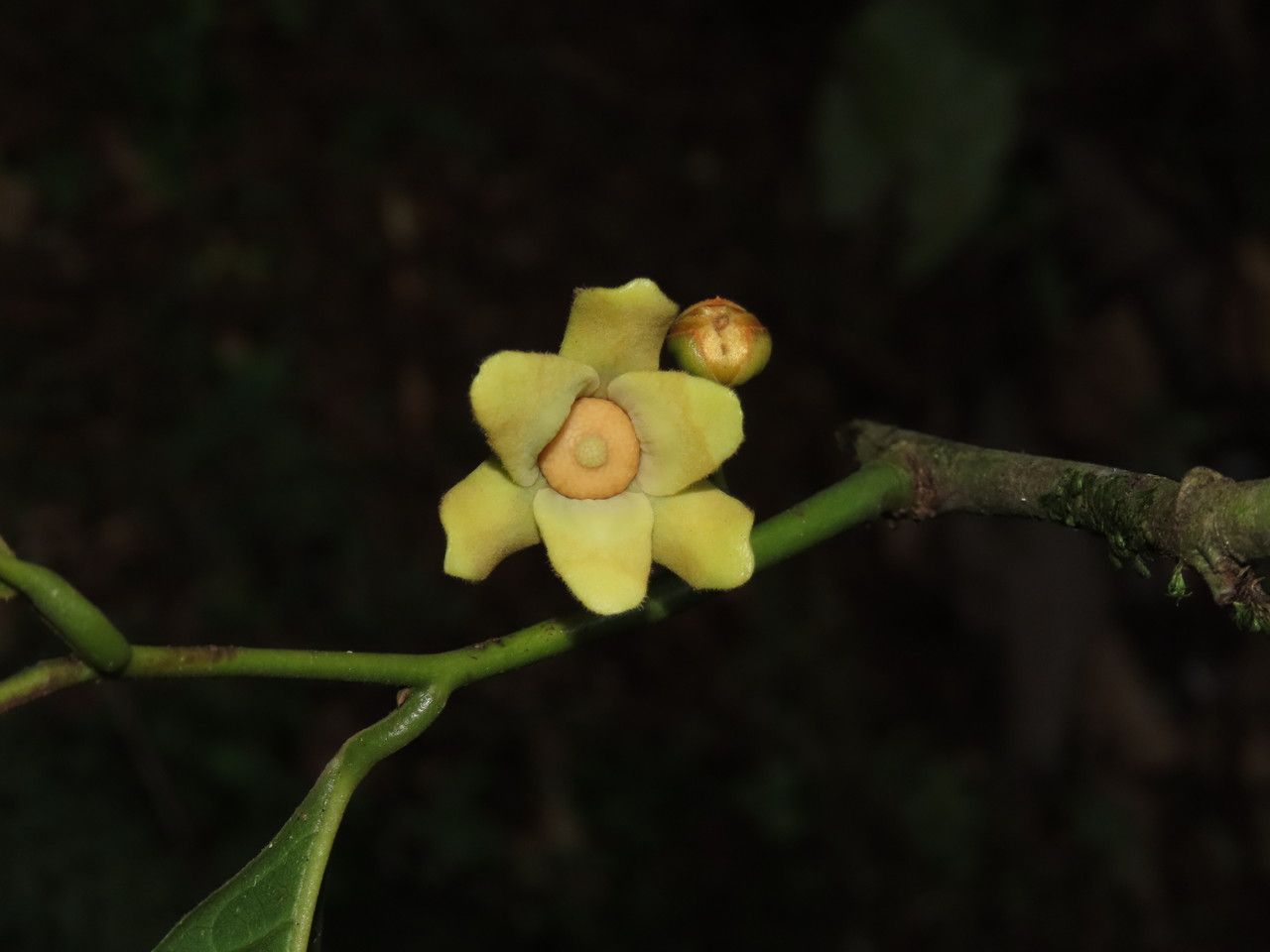 Guatteria amplifolia flower