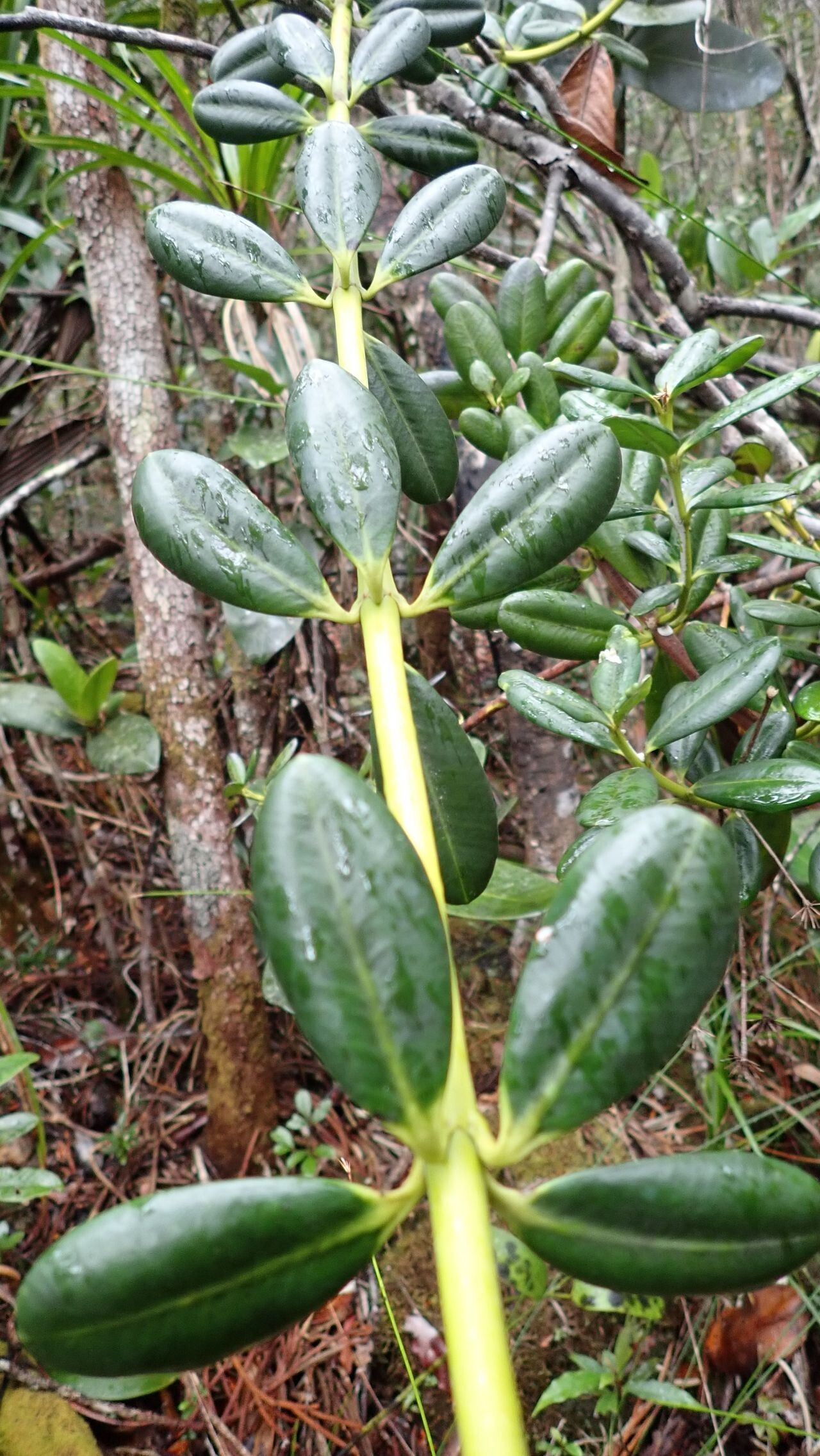 Alyxia leucogyne bark