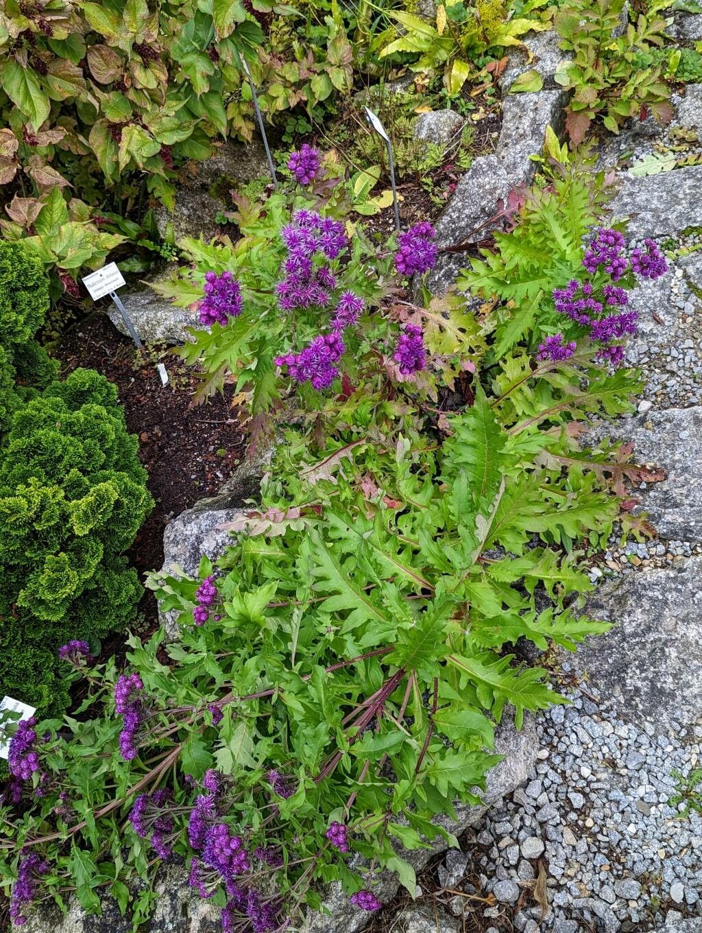 Saussurea pulchella habit