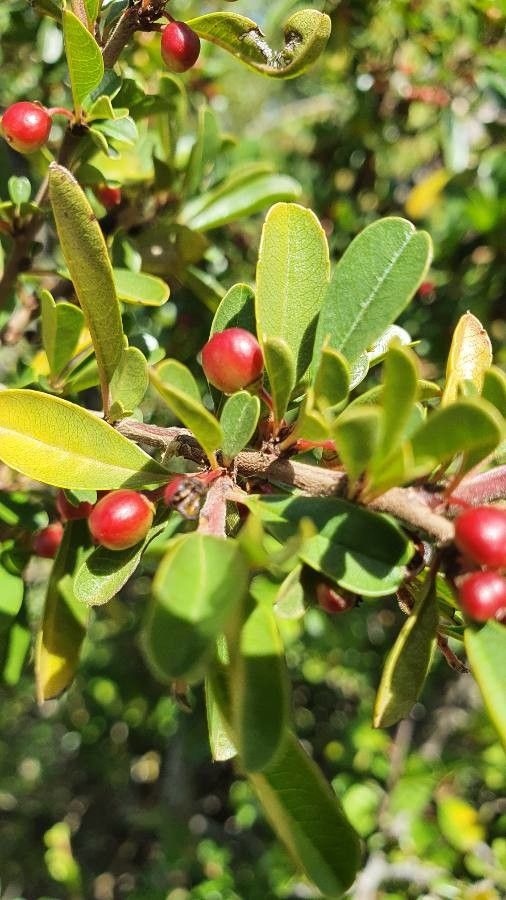 Rhamnus staddo fruit