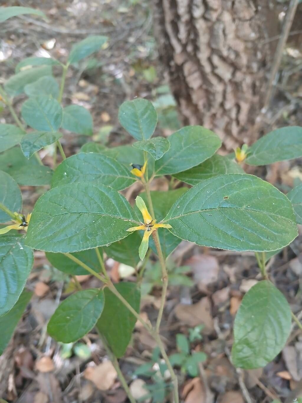 Palicourea prunifolia — houseplant care guide