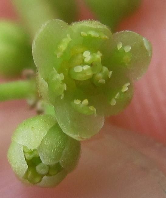 Cinnamomum tonduzii fruit