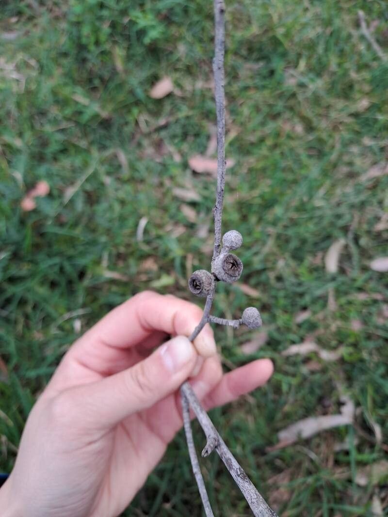 Eucalyptus eugenioides — search result for 'Eucalyptus'