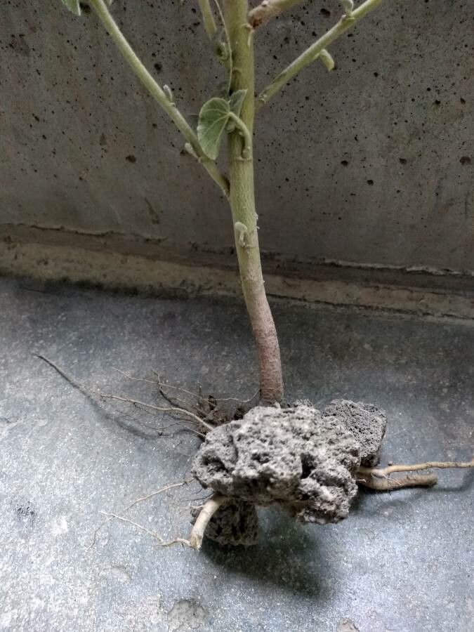 Abutilon pannosum bark