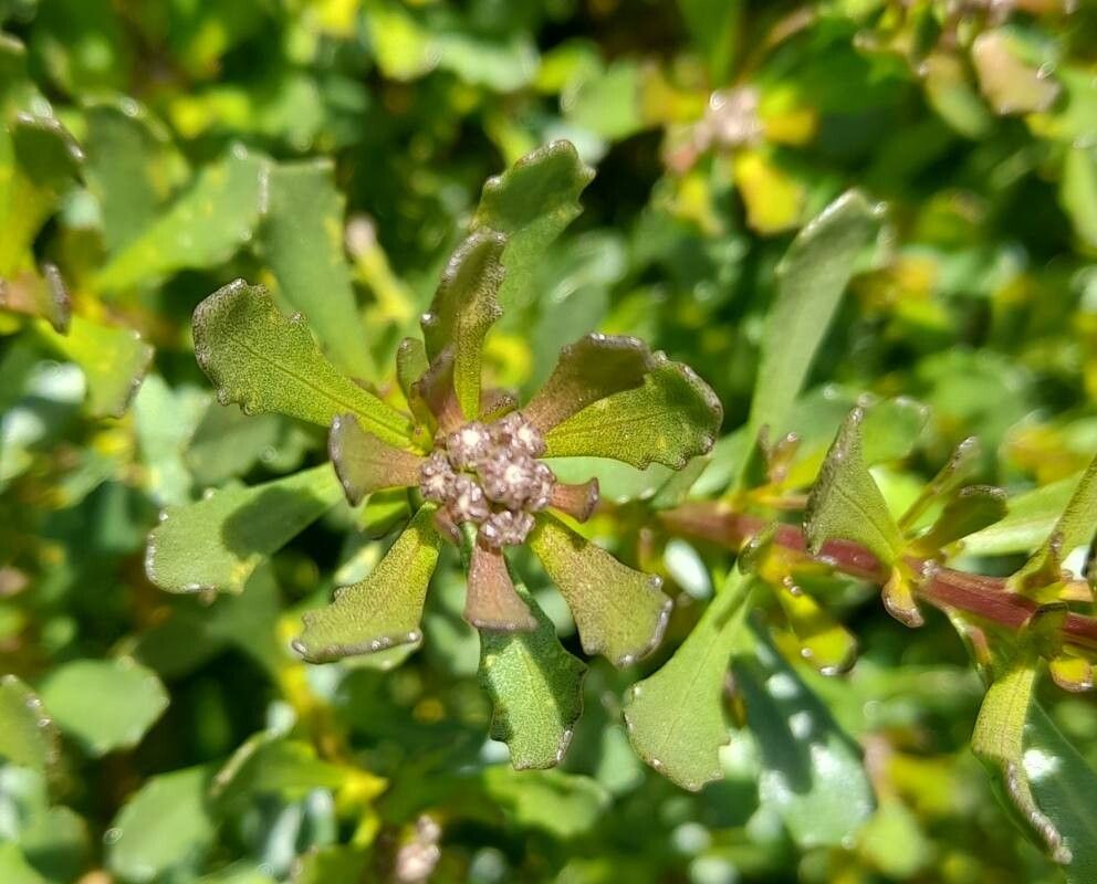 Baccharis poeppigiana other