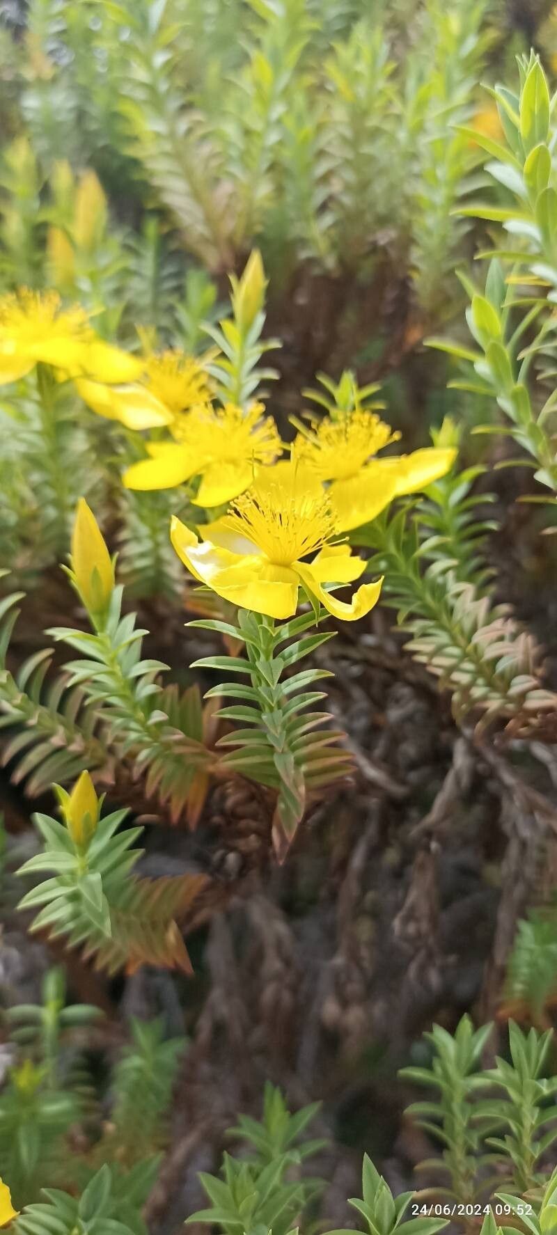 Hypericum irazuense flower