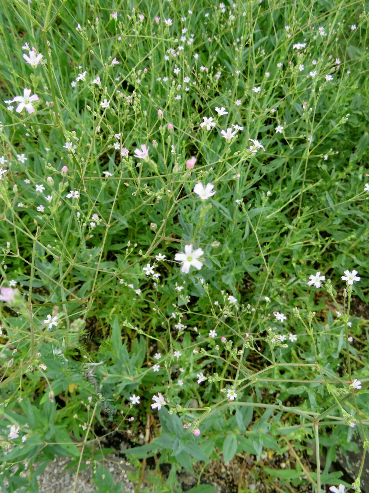 Gypsophila altissima flower