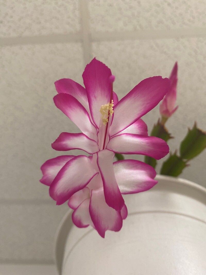 Schlumbergera kautskyi flower