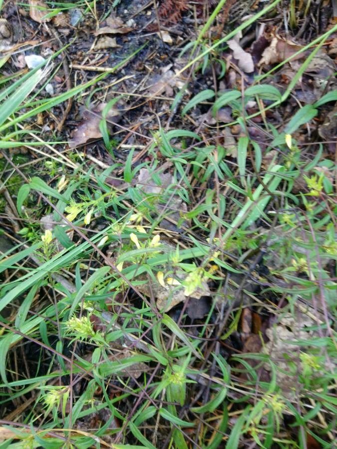 Melampyrum lineare flower