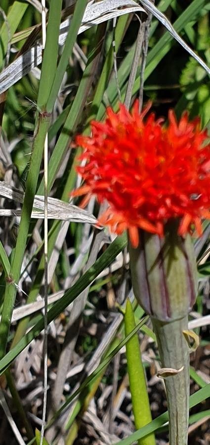Kleinia picticaulis flower