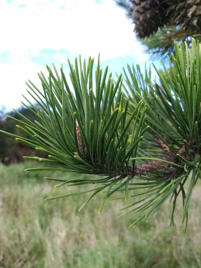 Pinus pungens — search result for 'Pinus'