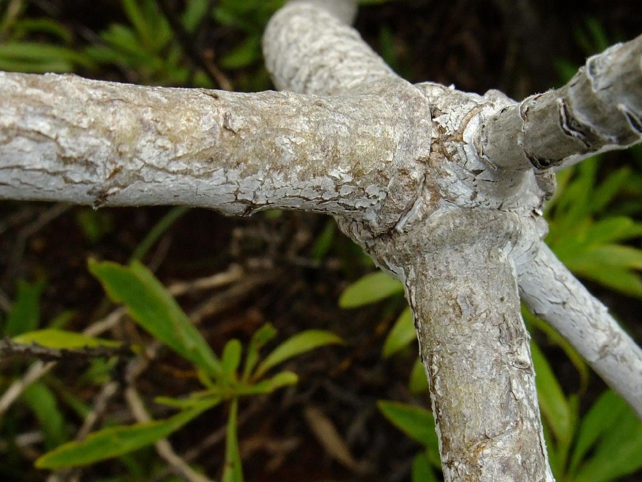 Echium acanthocarpum bark