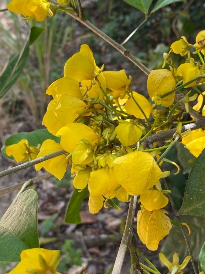 Chamaecrista ensiformis flower