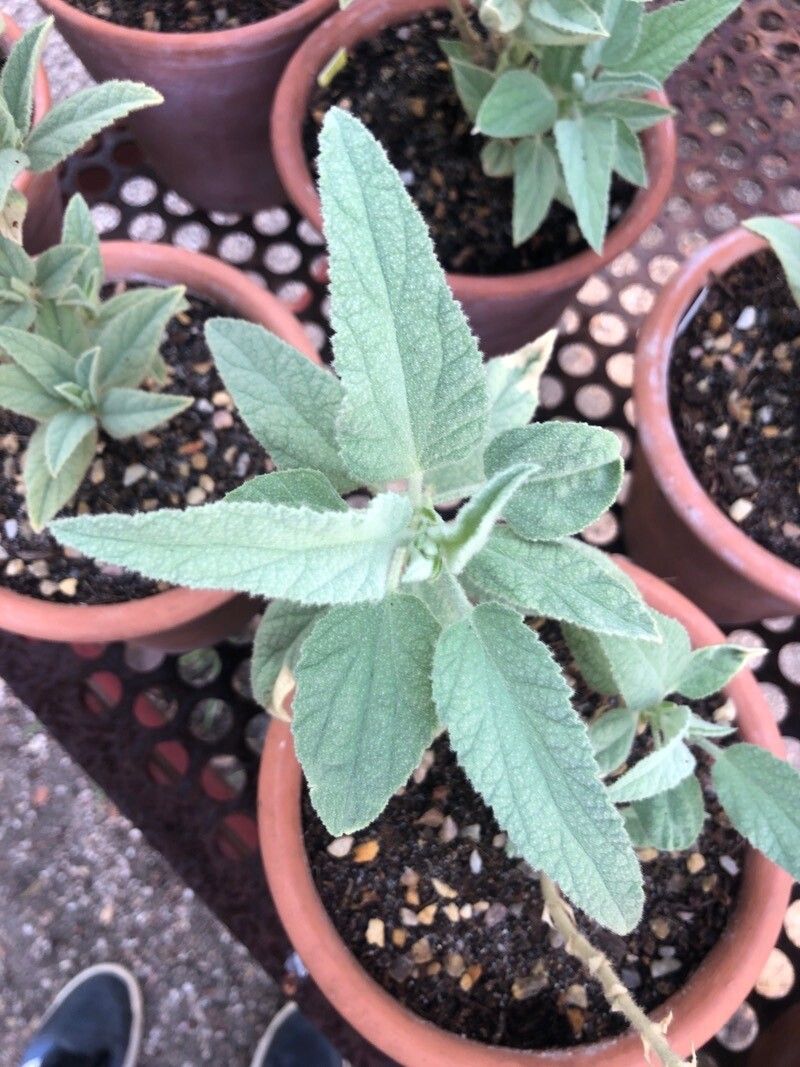 Lavatera oblongifolia — houseplant care guide