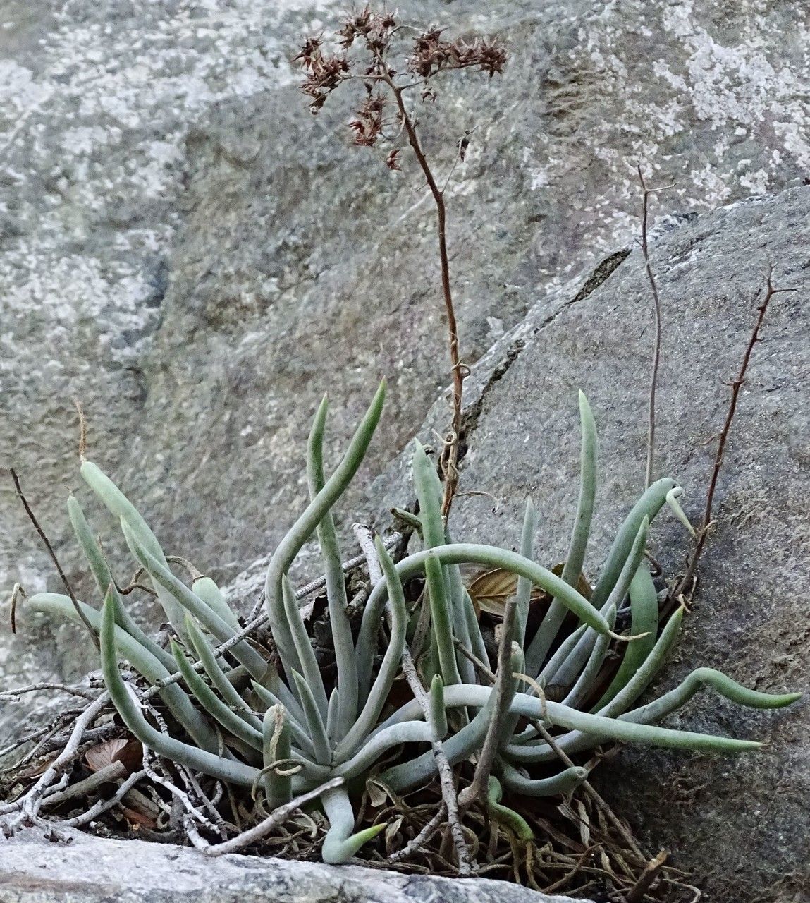 Dudleya densiflora habit