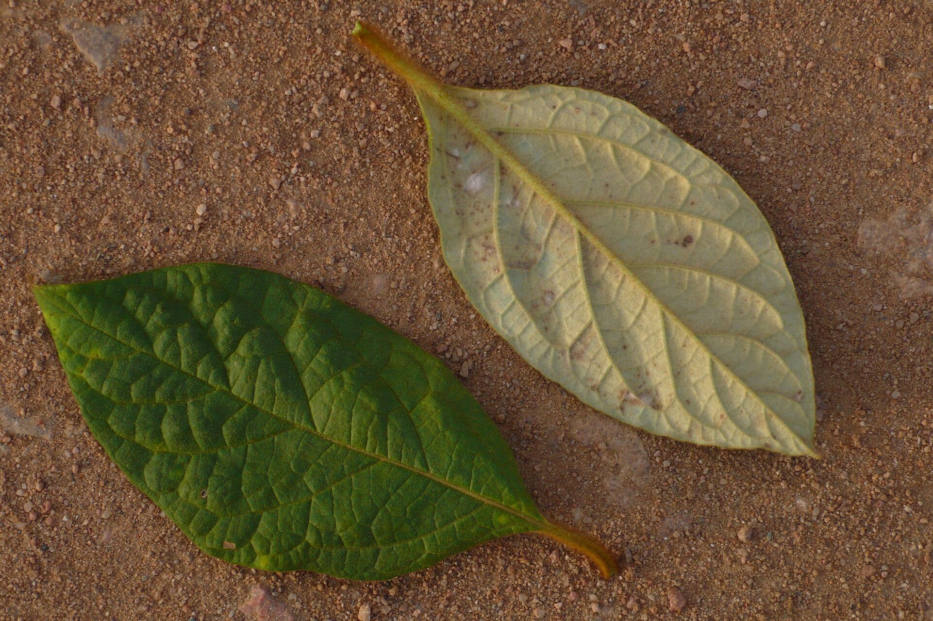 Solanum rhytidoandrum — houseplant care guide