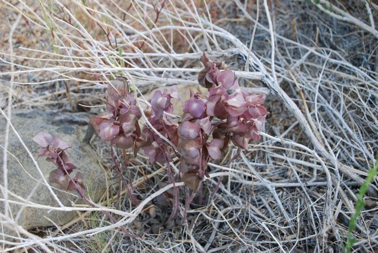 Tricardia watsonii — search result for 'Melastomataceae'