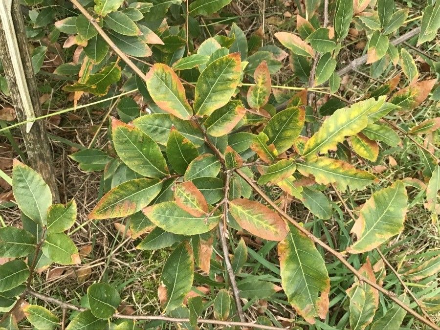 Quercus chenii — houseplant care guide