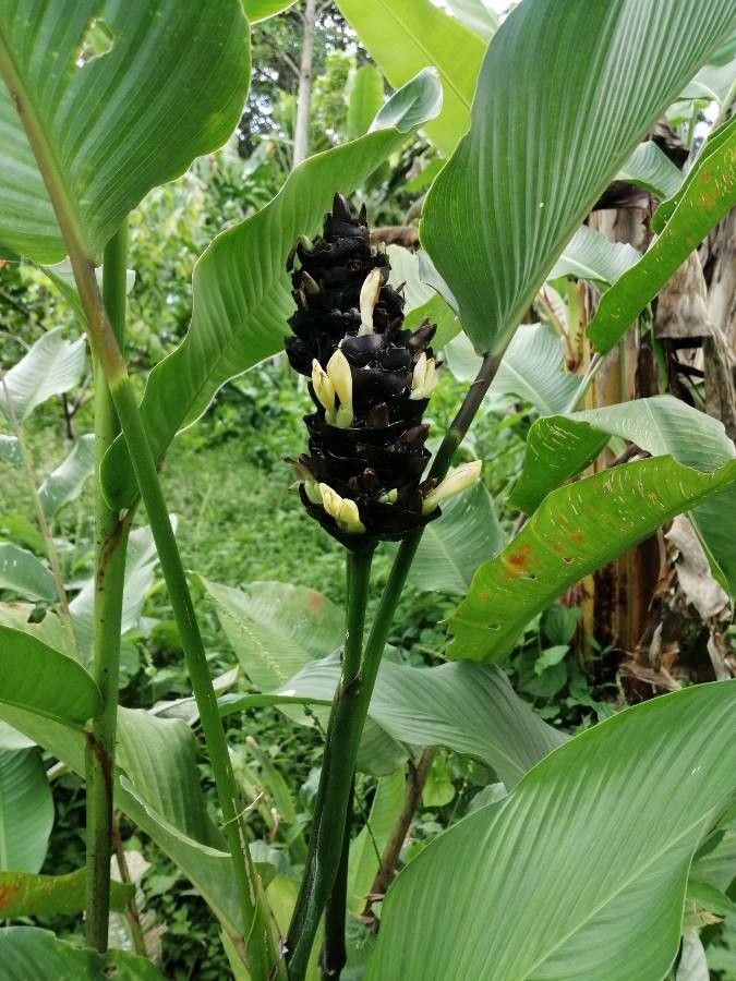 Calathea latifolia — houseplant care guide