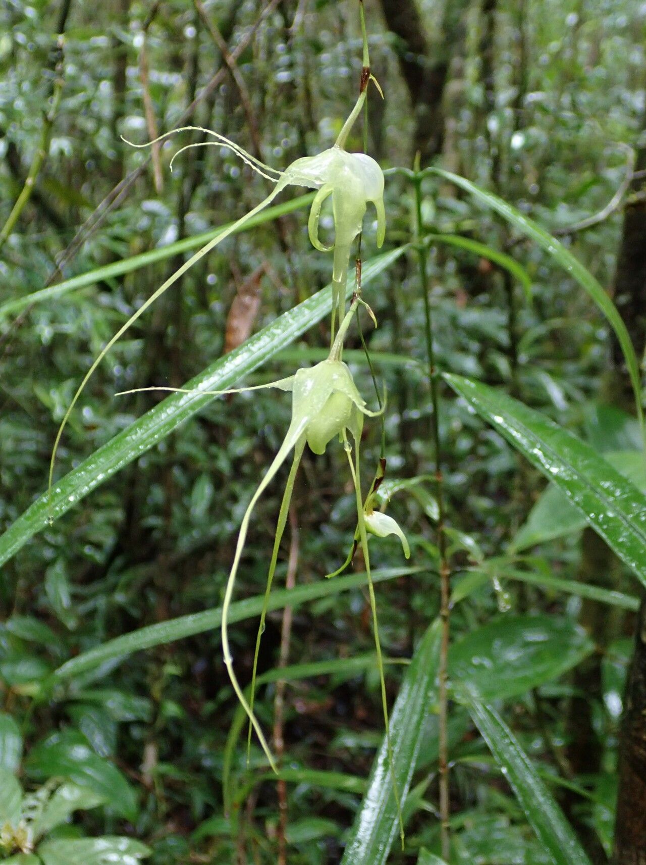Aeranthes antennophora flower