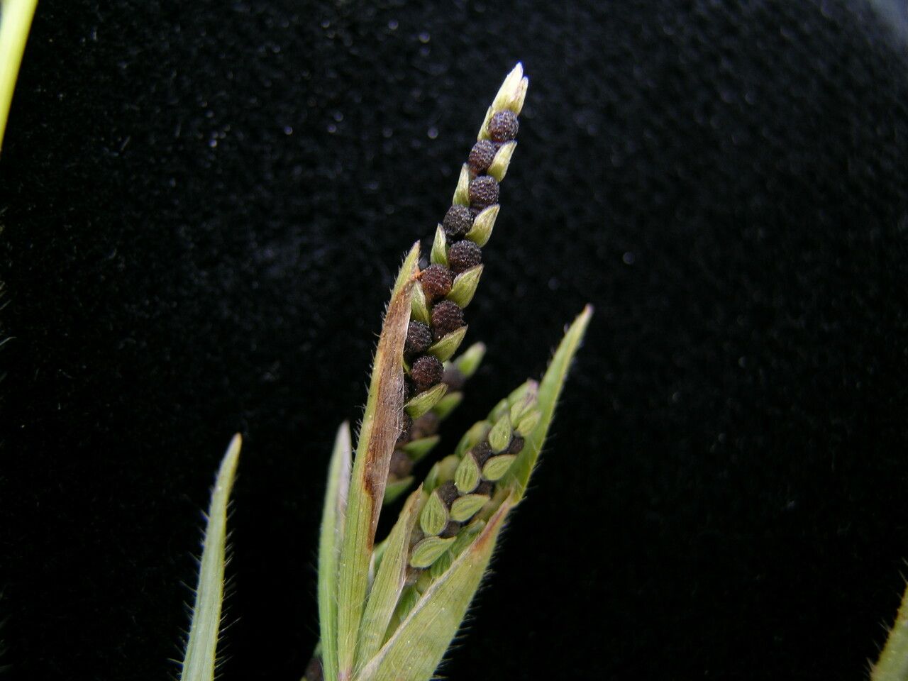 Hackelochloa granularis habit