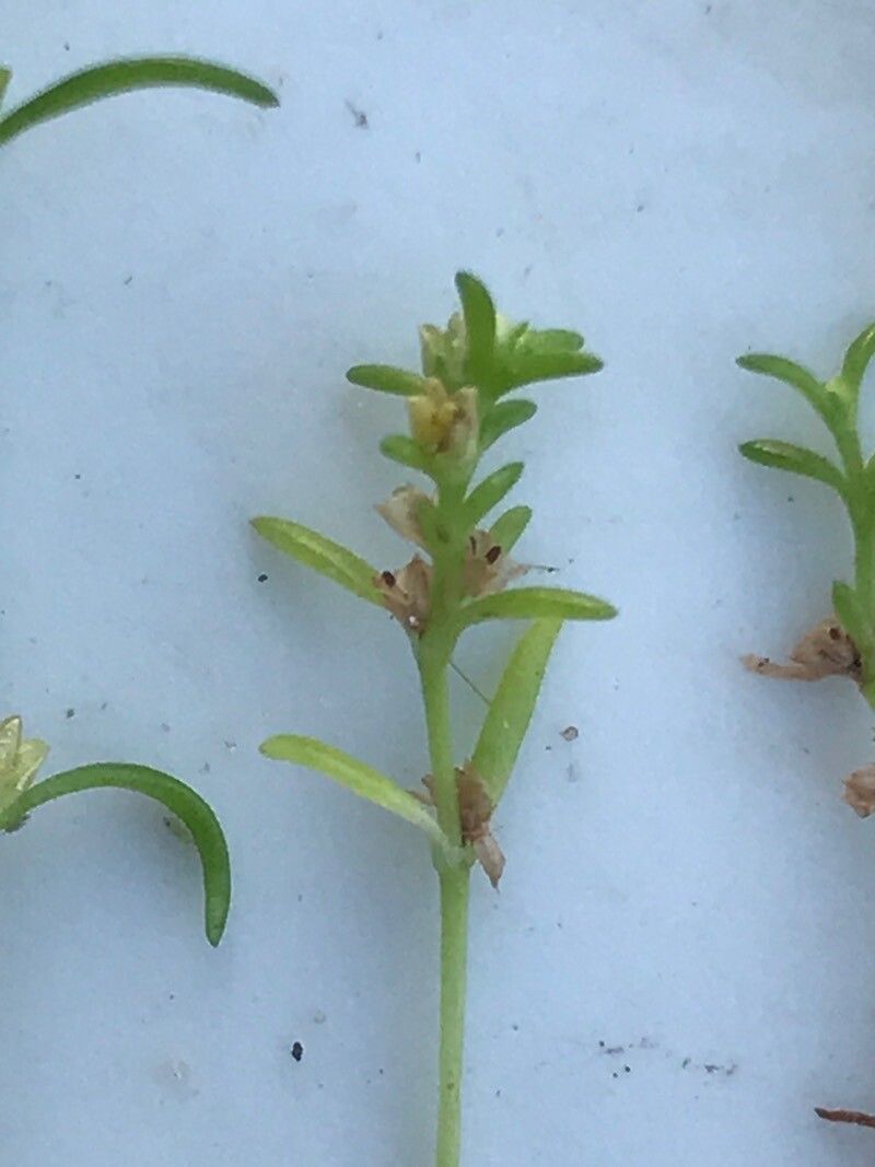 Crassula aquatica fruit