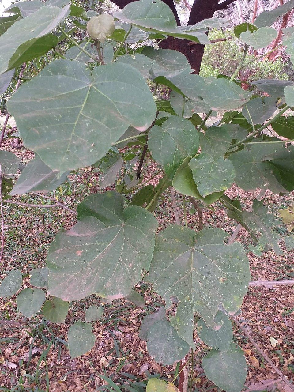Abutilon longicuspe leaf