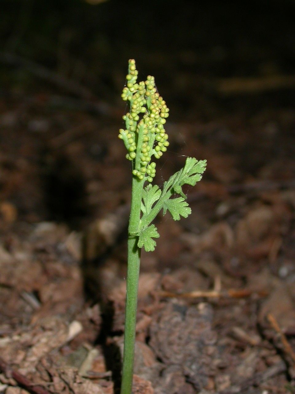 Botrychium matricariifolium habit
