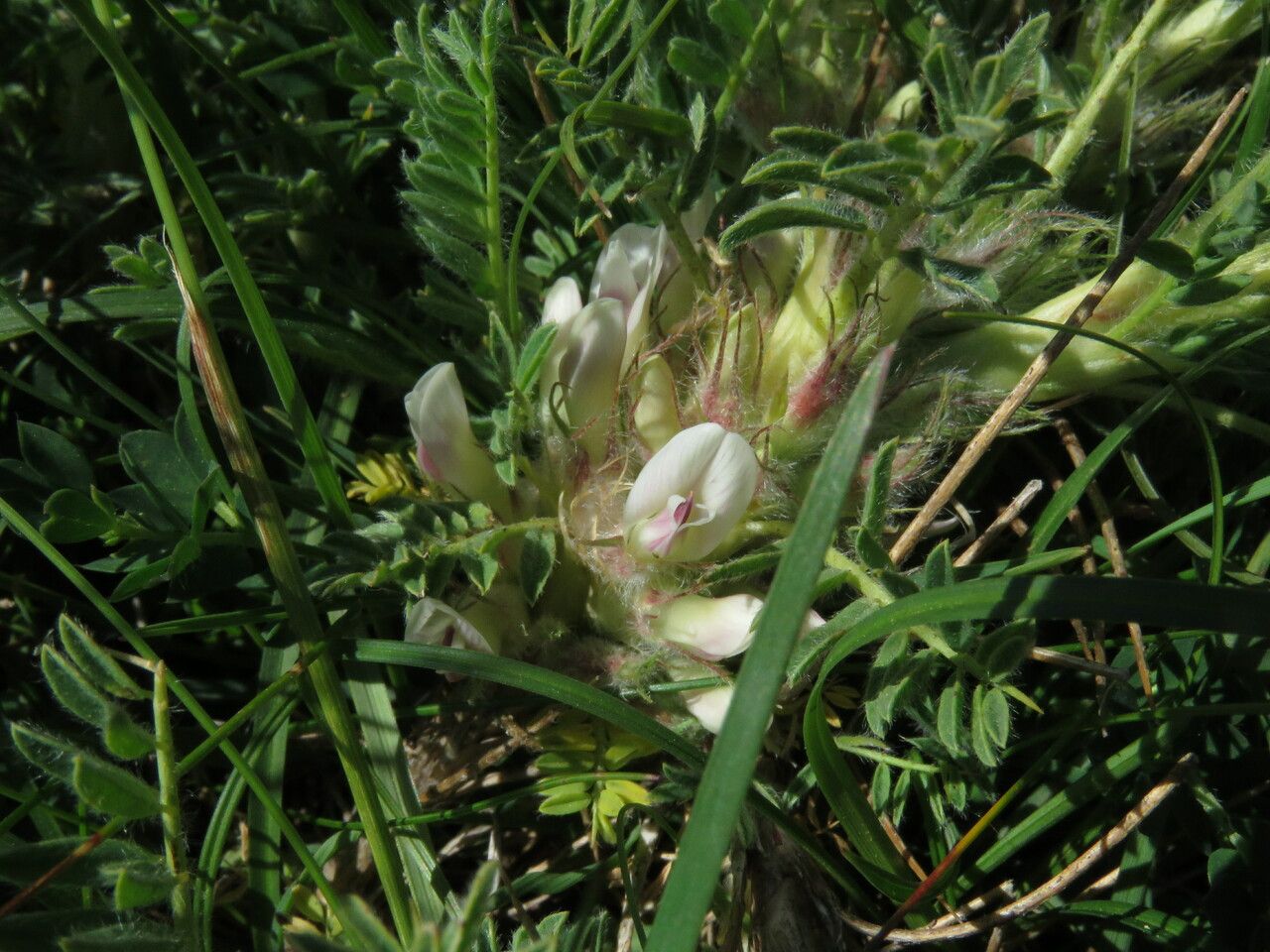 Astragalus sempervirens flower