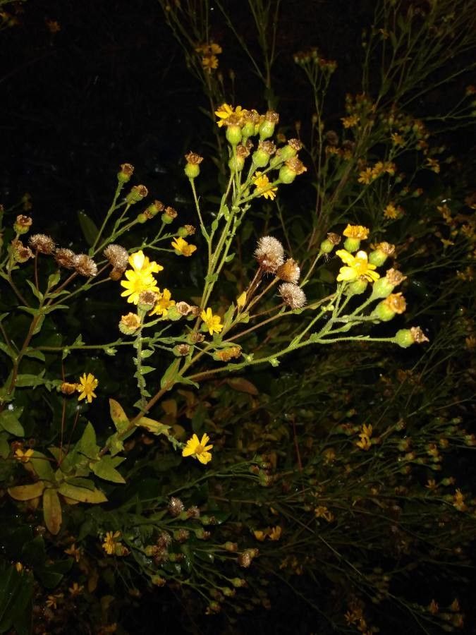 Heterotheca grandiflora fruit