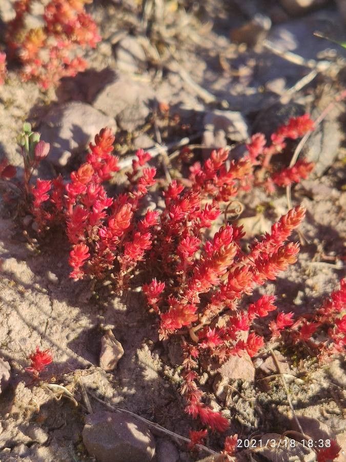 Crassula tillaea flower