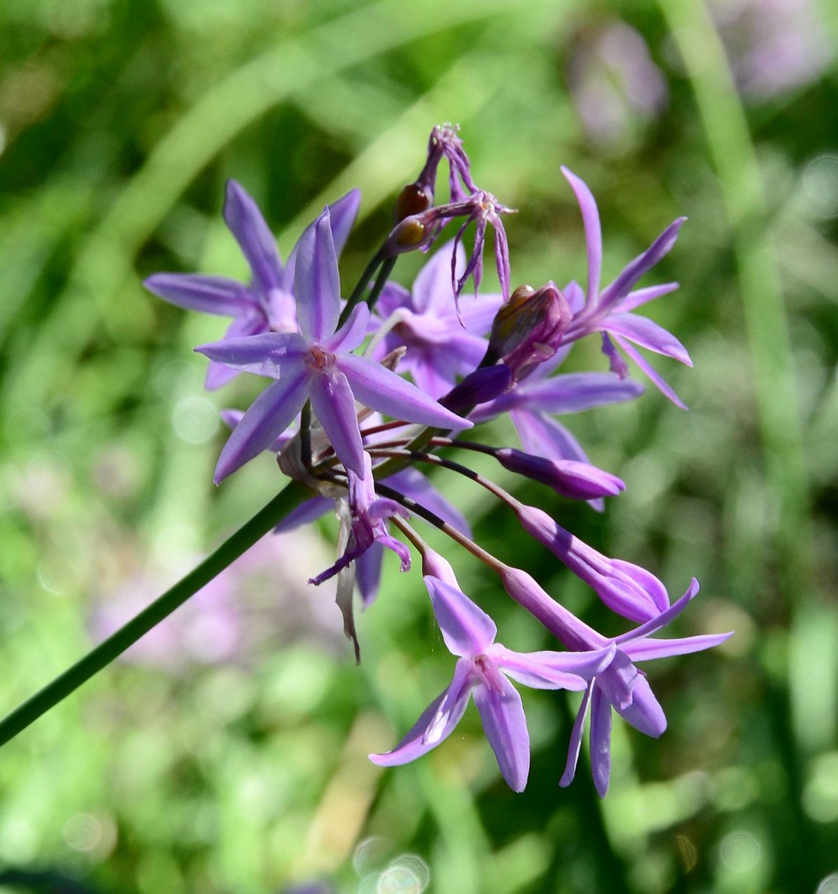 Tulbaghia alliacea flower