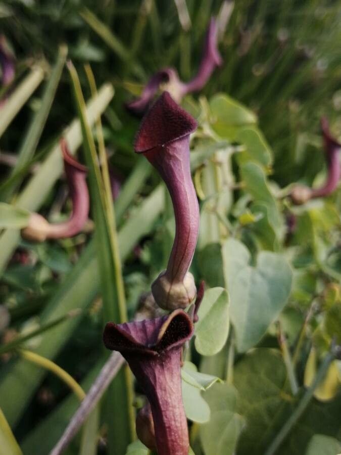 Aristolochia baetica fruit