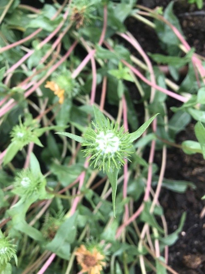 Grindelia integrifolia fruit