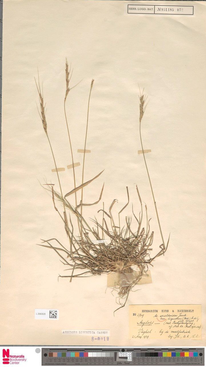 Aegilops ligustica other