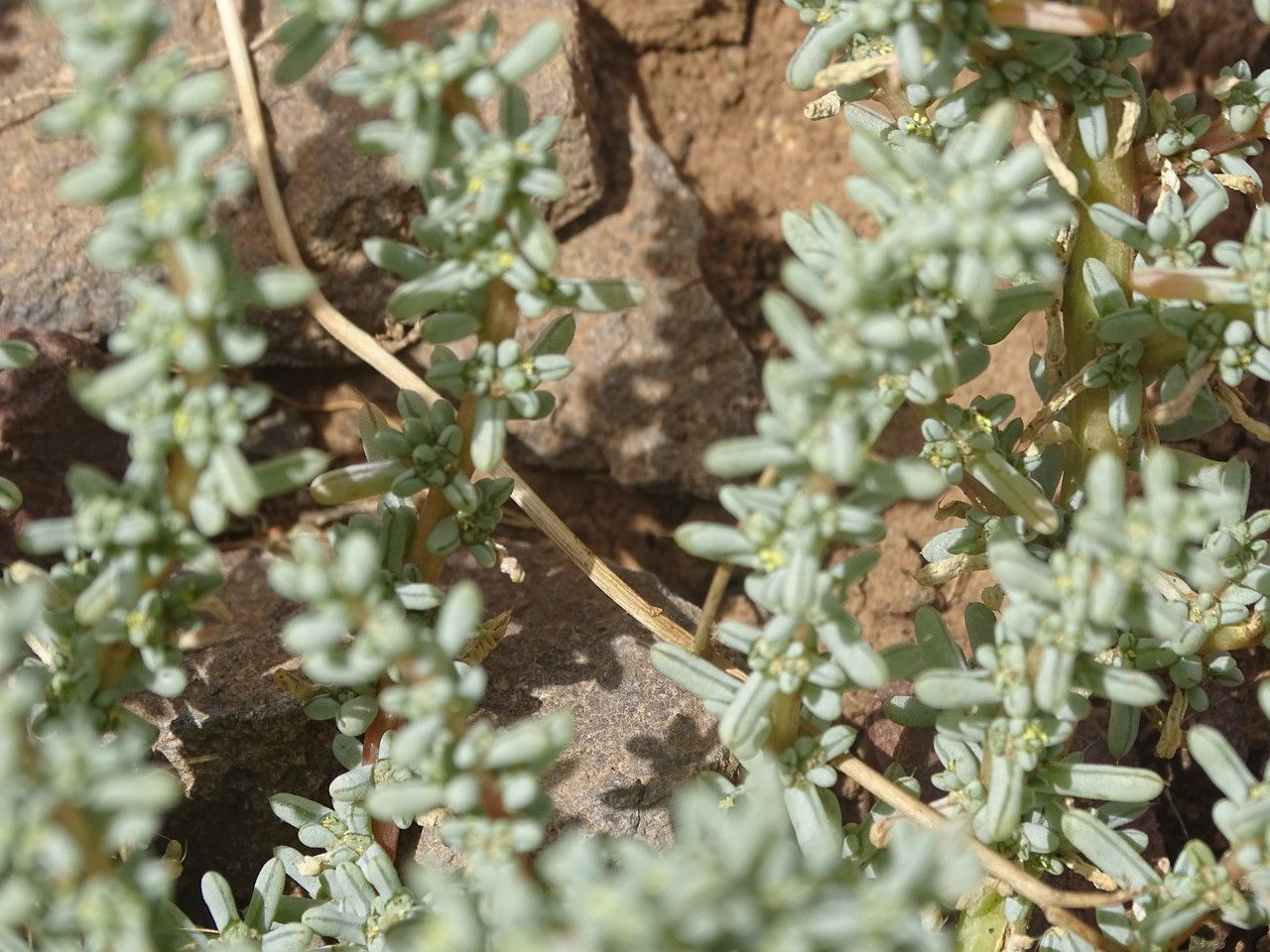 Suaeda vermiculata bark