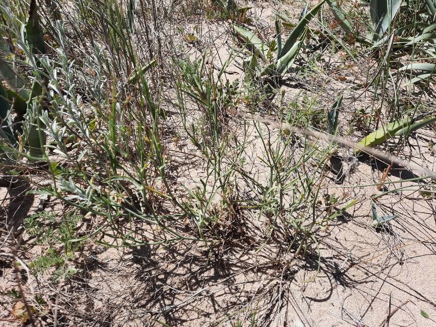 Launaea fragilis leaf