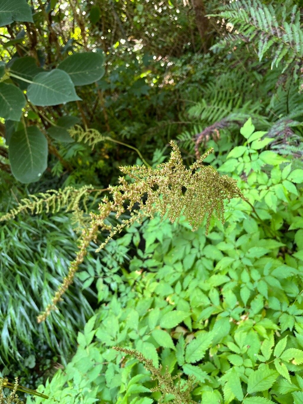 Astilbe koreana fruit