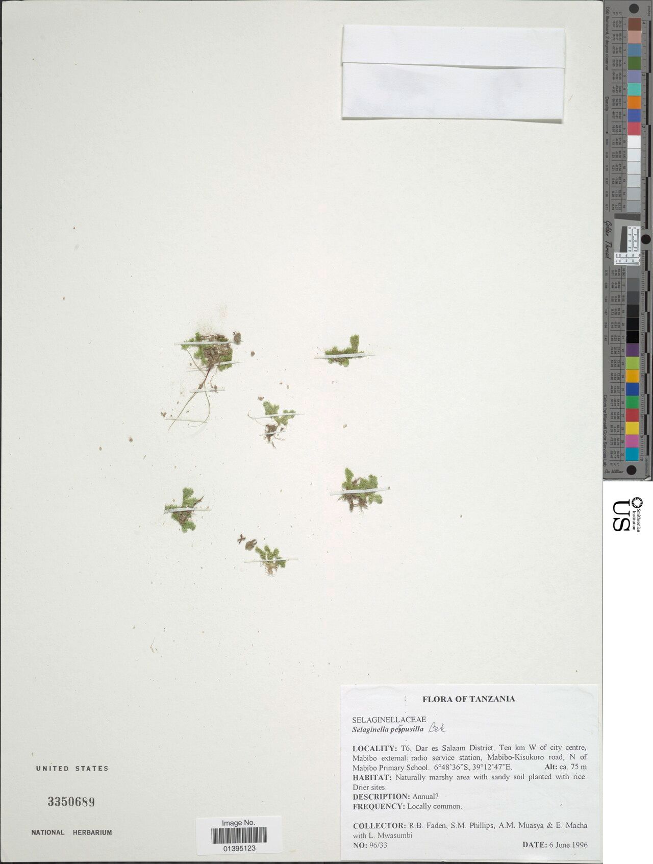 Selaginella perpusilla — houseplant care guide