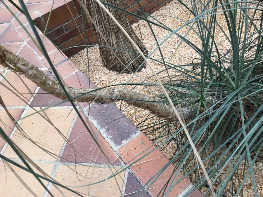 Beaucarnea gracilis bark