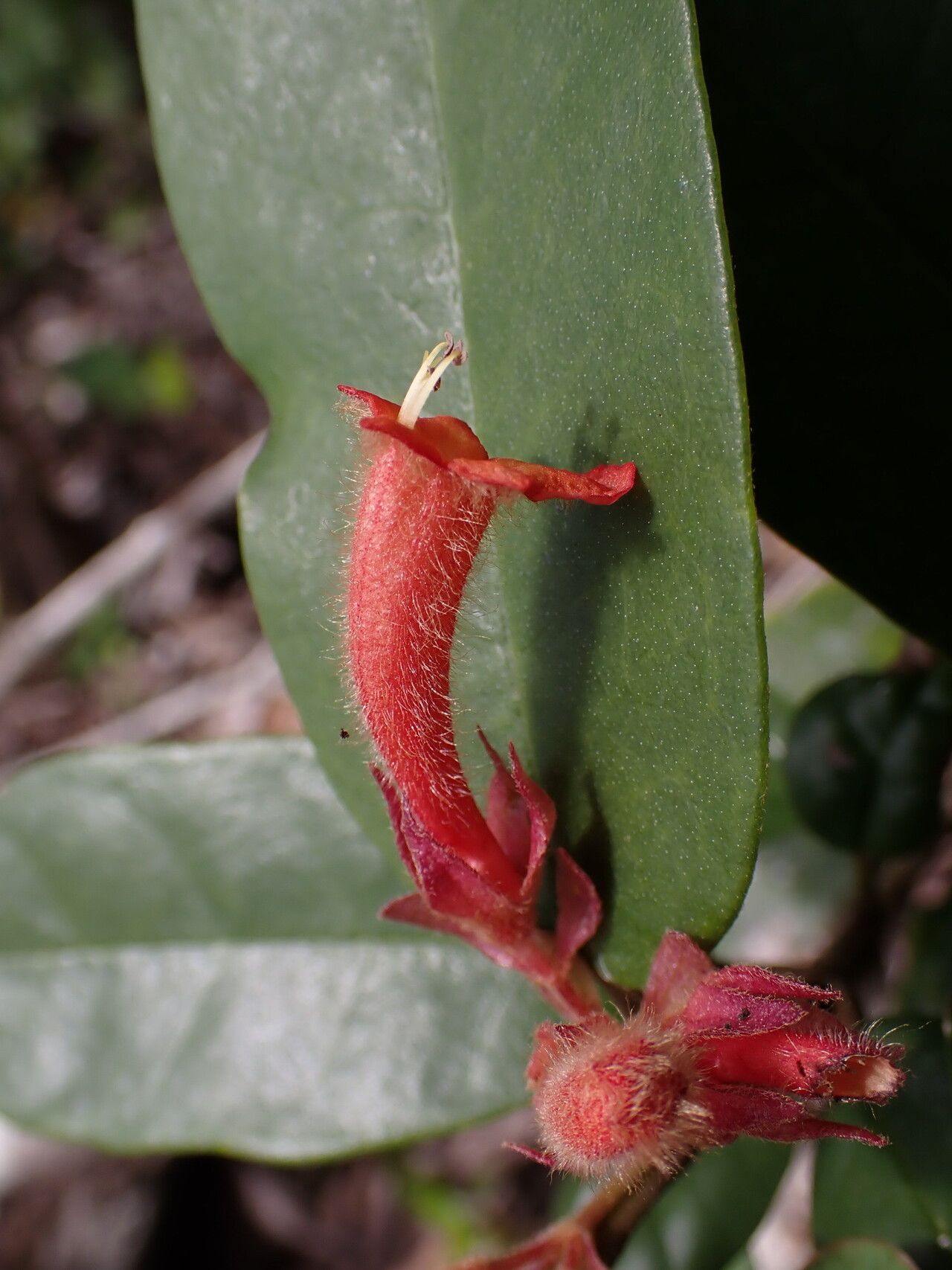 Vitex grandidiana — houseplant care guide