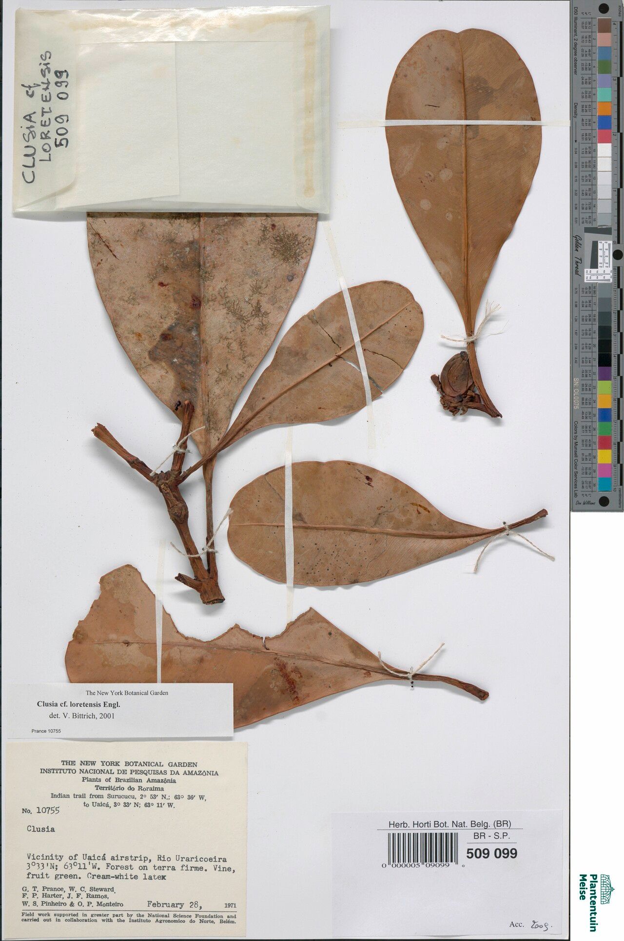 Clusia loretensis fruit