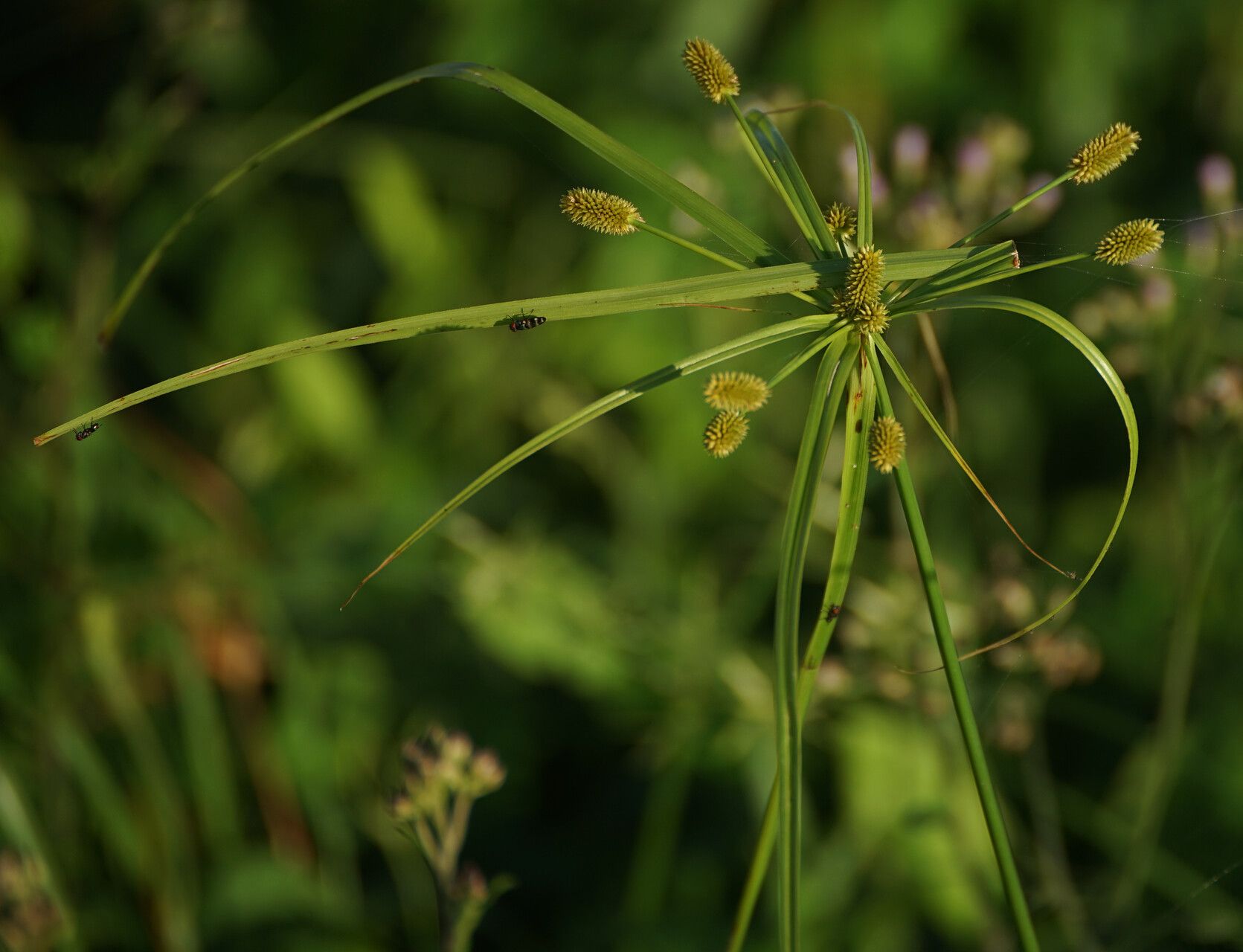 Cyperus cyperoides flower